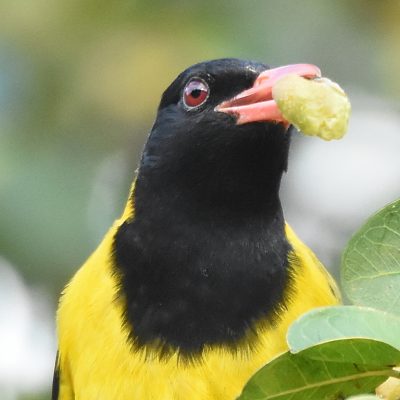 Plettenberg Bay, May 2021