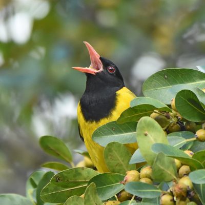 Plettenberg Bay, May 2021