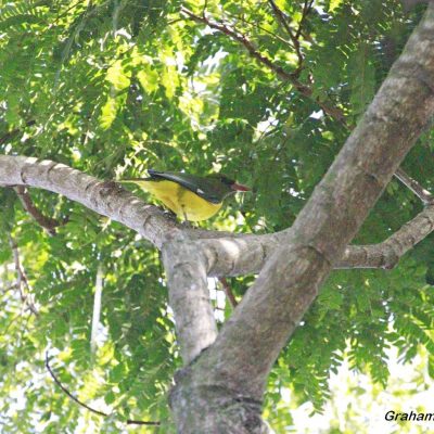 Mt Gorongoza, central Mozambique - 19 May 2023