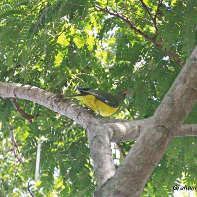 Mt Gorongoza, central Mozambique - 19 May 2023