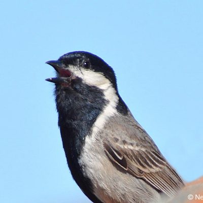 Namaqualand,  August 2013
