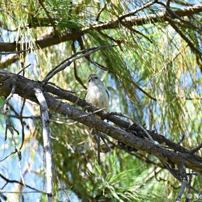 Seldomseen - Cecil kop NR  Zimbabwe 2 Jan 2018