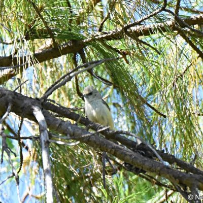 Seldomseen - Cecil kop NR  Zimbabwe 2 Jan 2018