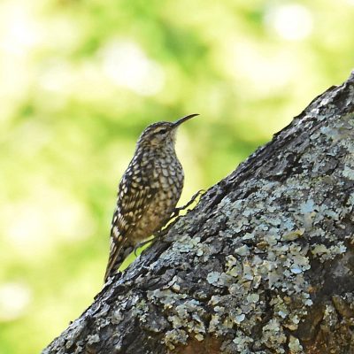 Seldomseen, Bvumba Highlands, Zimbabwe - January 2018