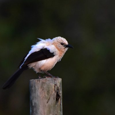 Zaagkuildrift rd, Limpopo - March 2017