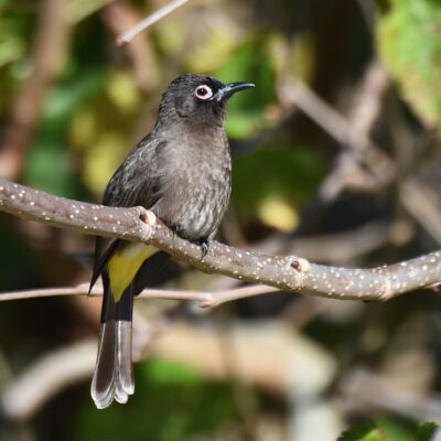 Kwendalo, Plettenberg Bay, Western Cape - May 2025