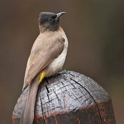 Zwartkop Country Club, Tshwane, December 2018