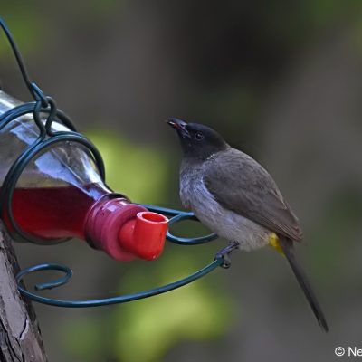 Norscott slopes, Fourways, Sandton, October 2016
