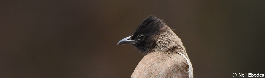 Bulbul, Dark-capped