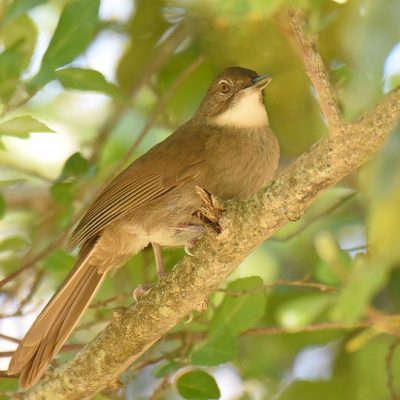 Keurbooms Caravan Park, ('Featherchase' Birdlife Plettenberg Bay), Western Cape - November 2023