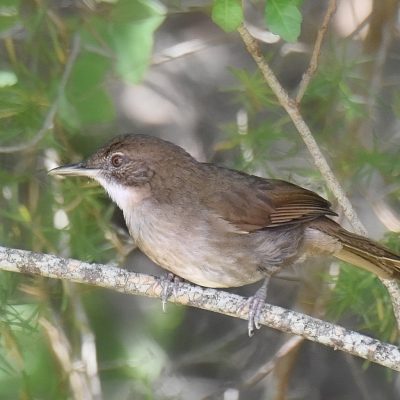 Keurbooms Caravan Park, ('Featherchase' Birdlife Plettenberg Bay), Western Cape - November 2023