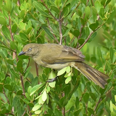 Plettenberg Bay, Western Cape -March 2021