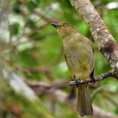 Plettenberg bay, Western Cape - November 2016
