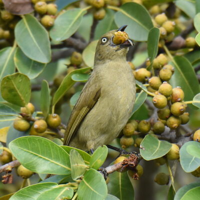 Plettenberg Bay, Western Cape - May 2021
