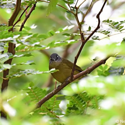 Seldomseen:  Bvumba highlands,  Zimbabwe - 1 Jan 2018
