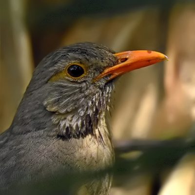 Zwartkop Country Club, Tshwane, Gauteng - October 2019