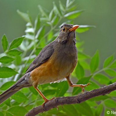 Zwartkop Country Club, Tshwane, Gauteng - 22nd October 2019