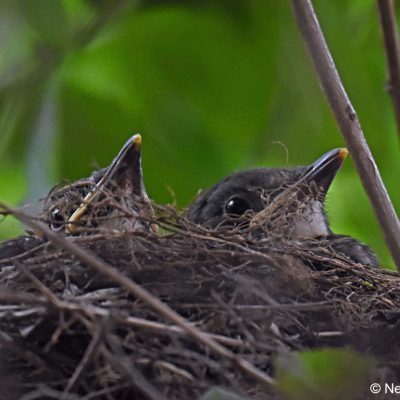 Fourways - February 2018