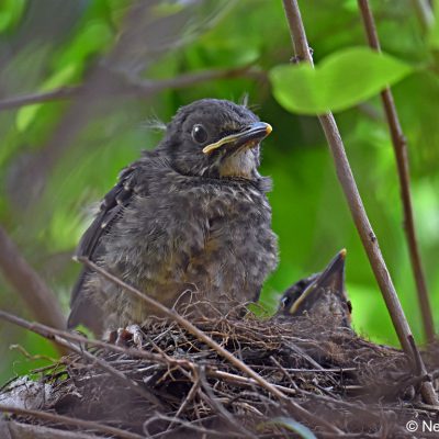 Fourways - February 2018