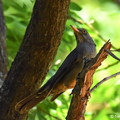 Zwartkop Country Club, Gauteng - October 2018