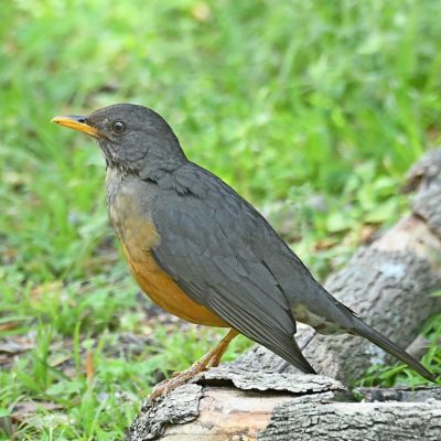 Plettenberg Bay, Western Cape - October 2021