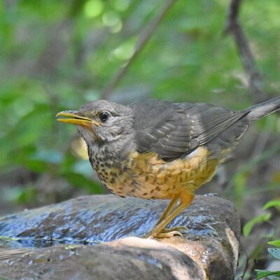 'Keurboom rd' hide, Plettenberg Bay, Western Cape - January 2024