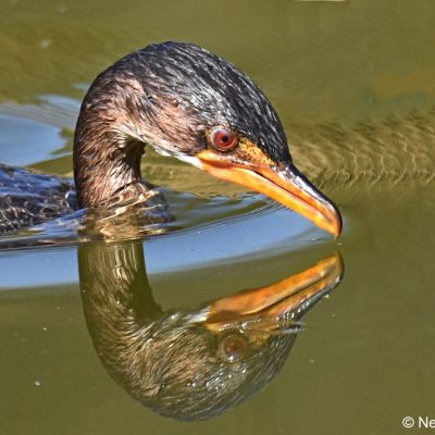 Norscott Nature Reserve - June 2018