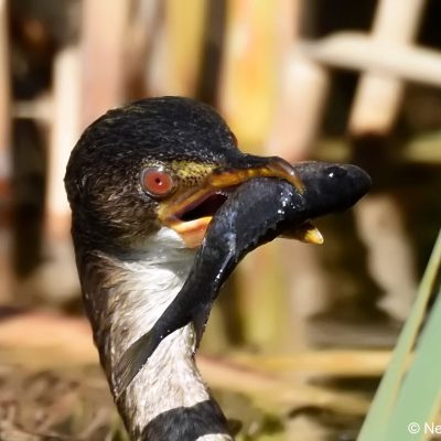 Norscott Slope Nature Reserve - July 2018