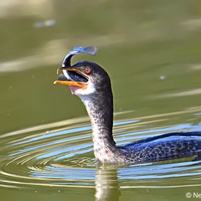 Norscott Nature Reserve - June 2018
