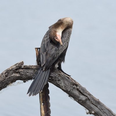 Marievale bird sanctuary, 16 March - South Africa