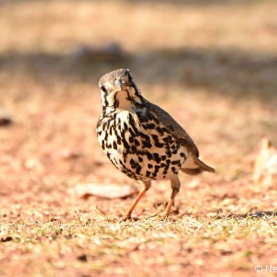 Rietvlei Dam Nature Neserve - July 2019