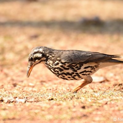 Rietvlei Dam Nature Reserve - July 2019