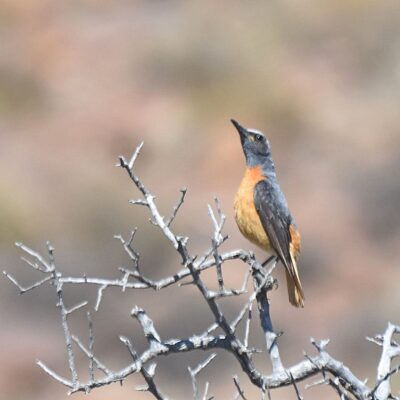 Karoo National Park - December 2024