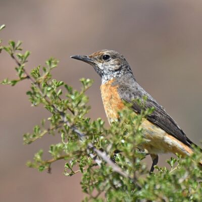 Karoo National Park - December 2024