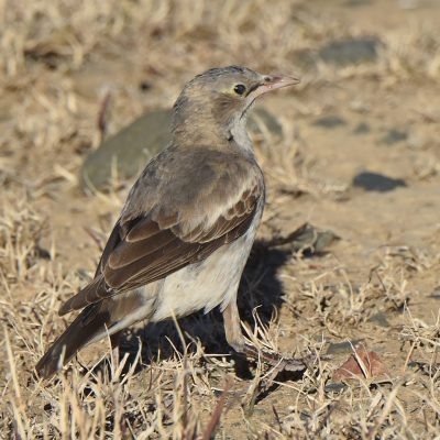 (Grey Form)   Mountain Zebra National Park, Eastern Cape, South Africa - 12 July 2022