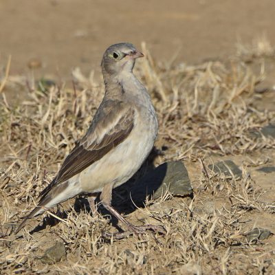 (Grey Form)    Mountain Zebra National Park, Eastern Cape, South Africa - 12 July 2022