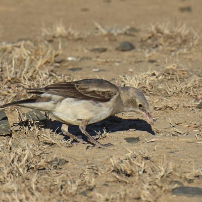 (Grey Form)   Mountain Zebra National Park, Eastern Cape, South Africa - 12 July 2022
