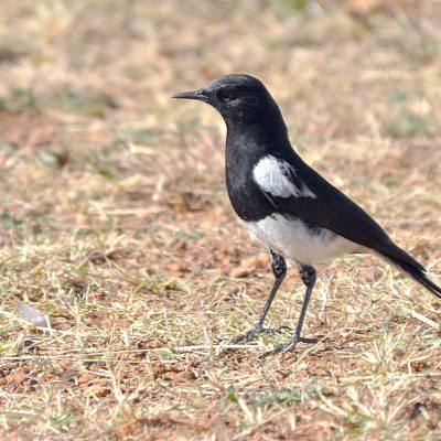 Suikerbosrand nature reserve, Gauteng - September 2013