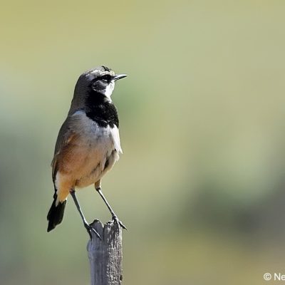 Namaqualand, Northern Cape - August 2013