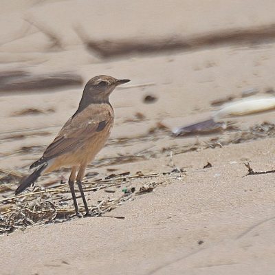 Natures Valley beach, Natures Valley, Western Cape - November 2023
