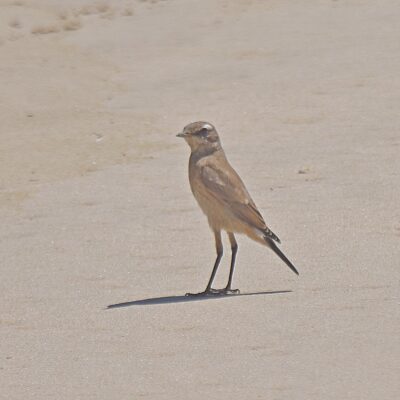 Natures Valley beach, Natures Valley, Western Cape - November 2023