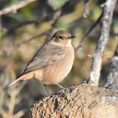 Mountain Zebra National Park, Eastern Cape, South Africa - 13 July 2022
