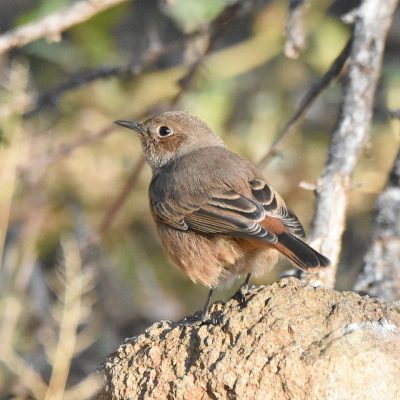 Mountain Zebra National Park, Eastern Cape, South Africa - 13 July 2022