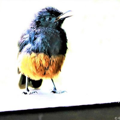 Mkuze Game Reserve, KwaZulu Natal - December 2019