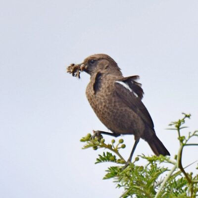 Mountain Zebra NP, Eastern Cape - December 2024