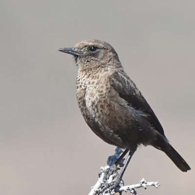 Karoo National Park Western Cape - 21 September 2022