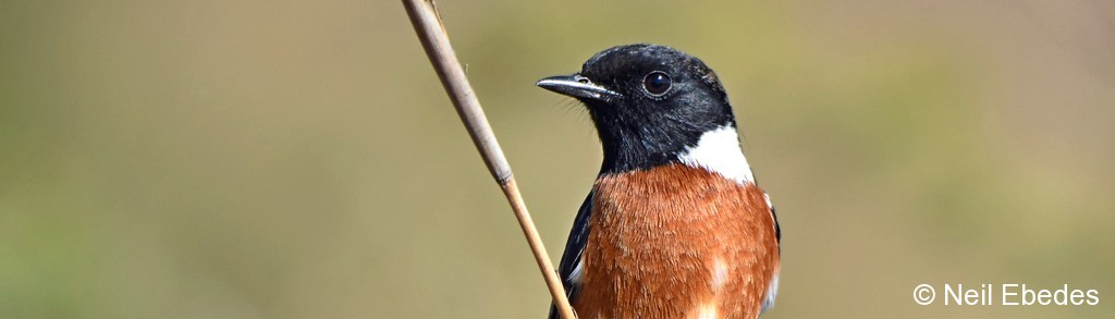 Stonechat, African