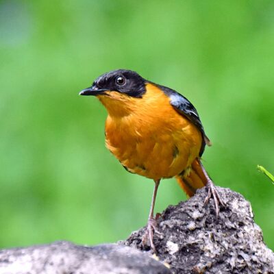 Robin Cottages, Wakkerstroom - November 2025