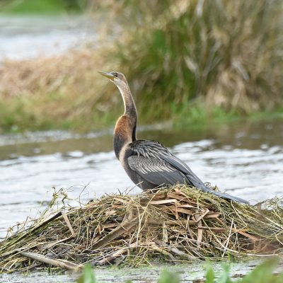 'Goose Marsh' Plettenberg Bay October 2021