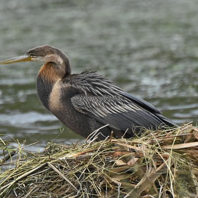 'Goose Marsh' Plettenberg Bay October 2021
